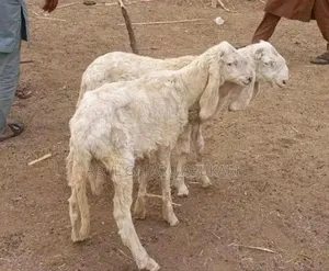 Long Balami Sheep