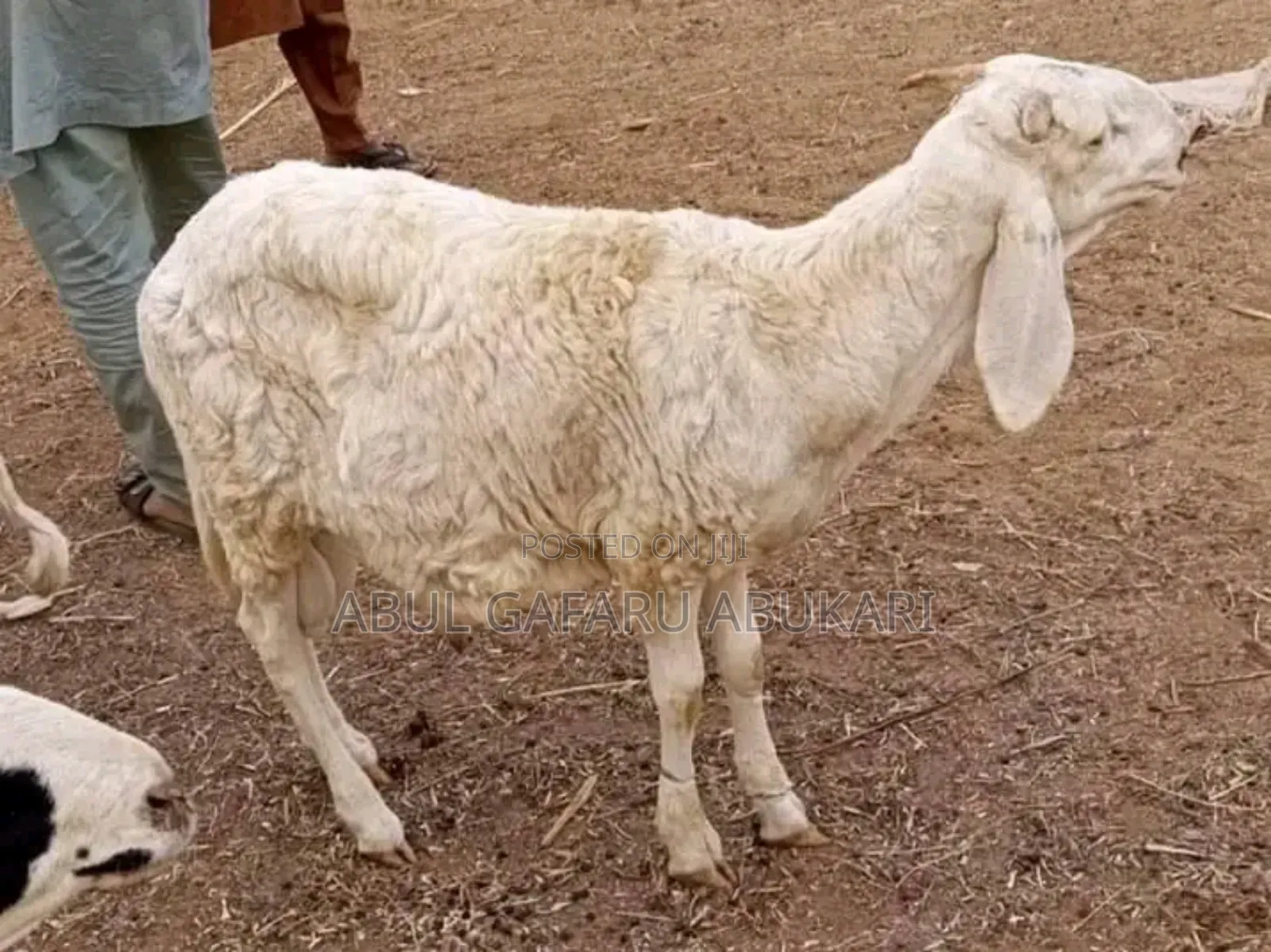 Long Balami Sheep