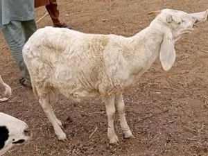 Long Balami Sheep