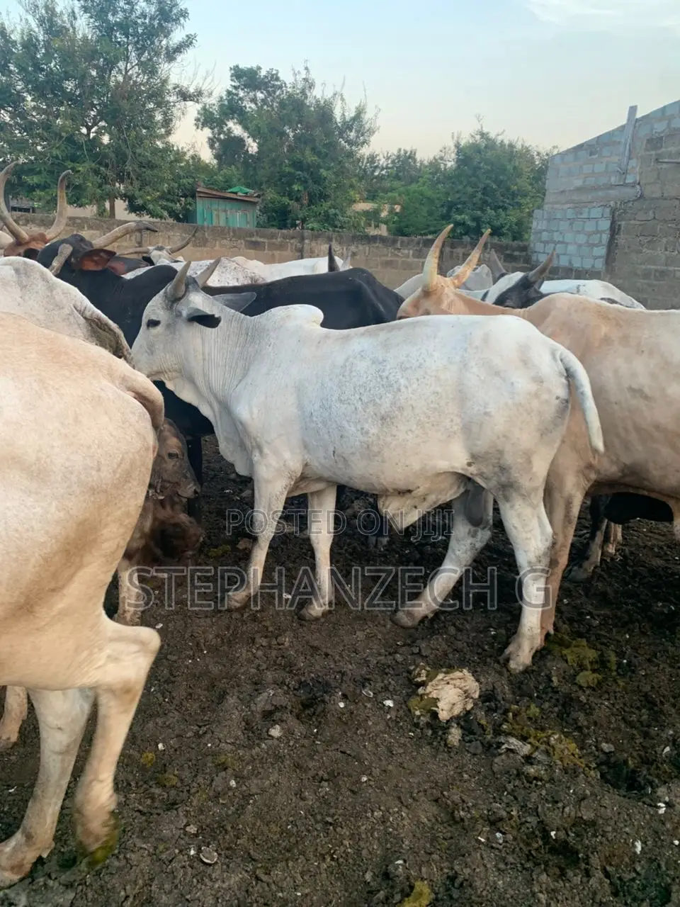 Male Cow Going for a Cool Price
