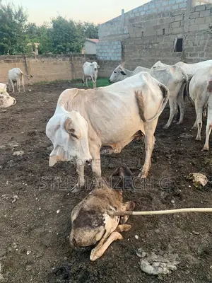 Female Cow for Affordable Price