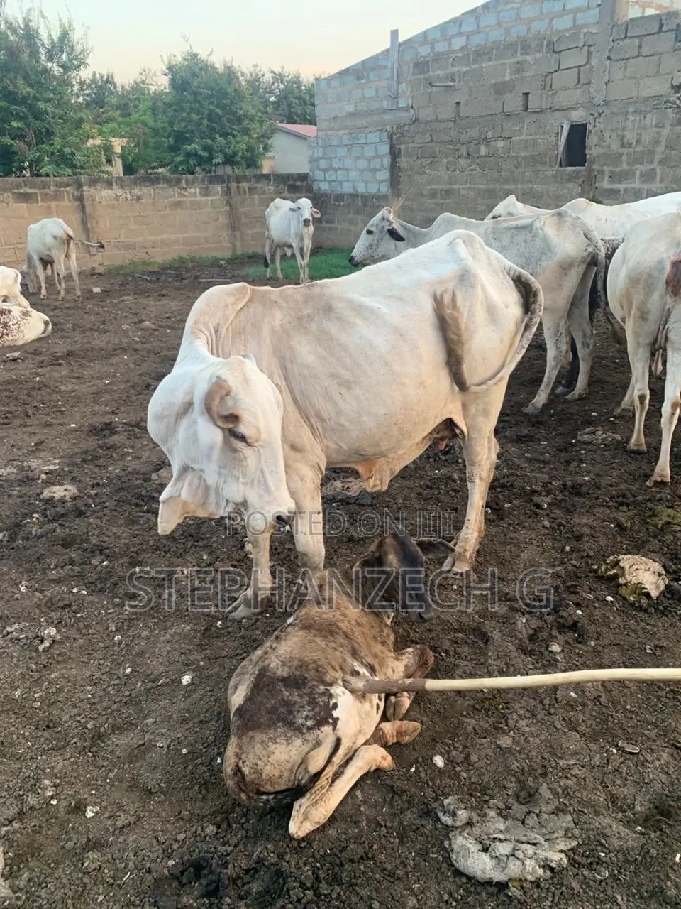 Female Cow for Affordable Price