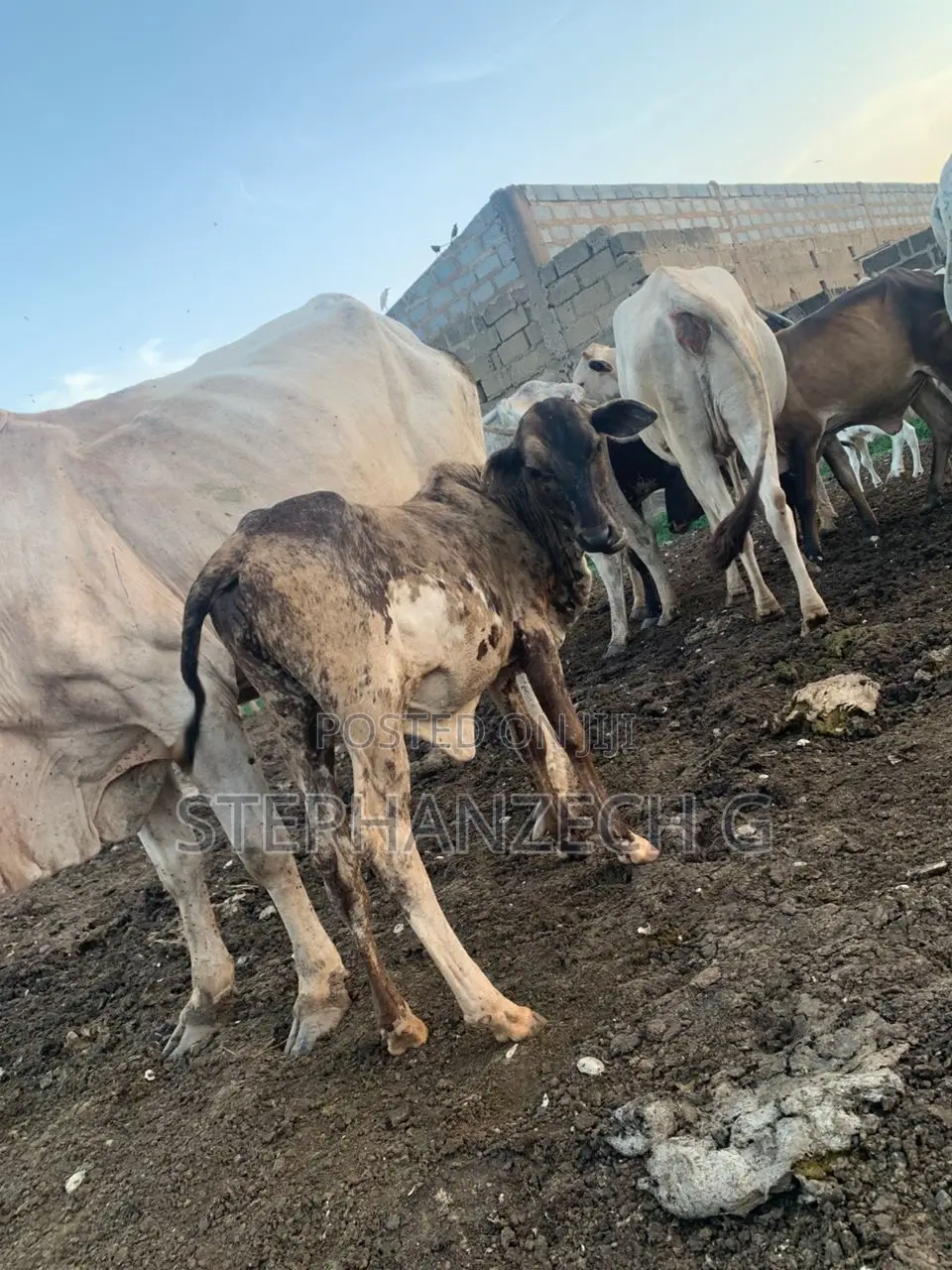 Baby Cow Available Now