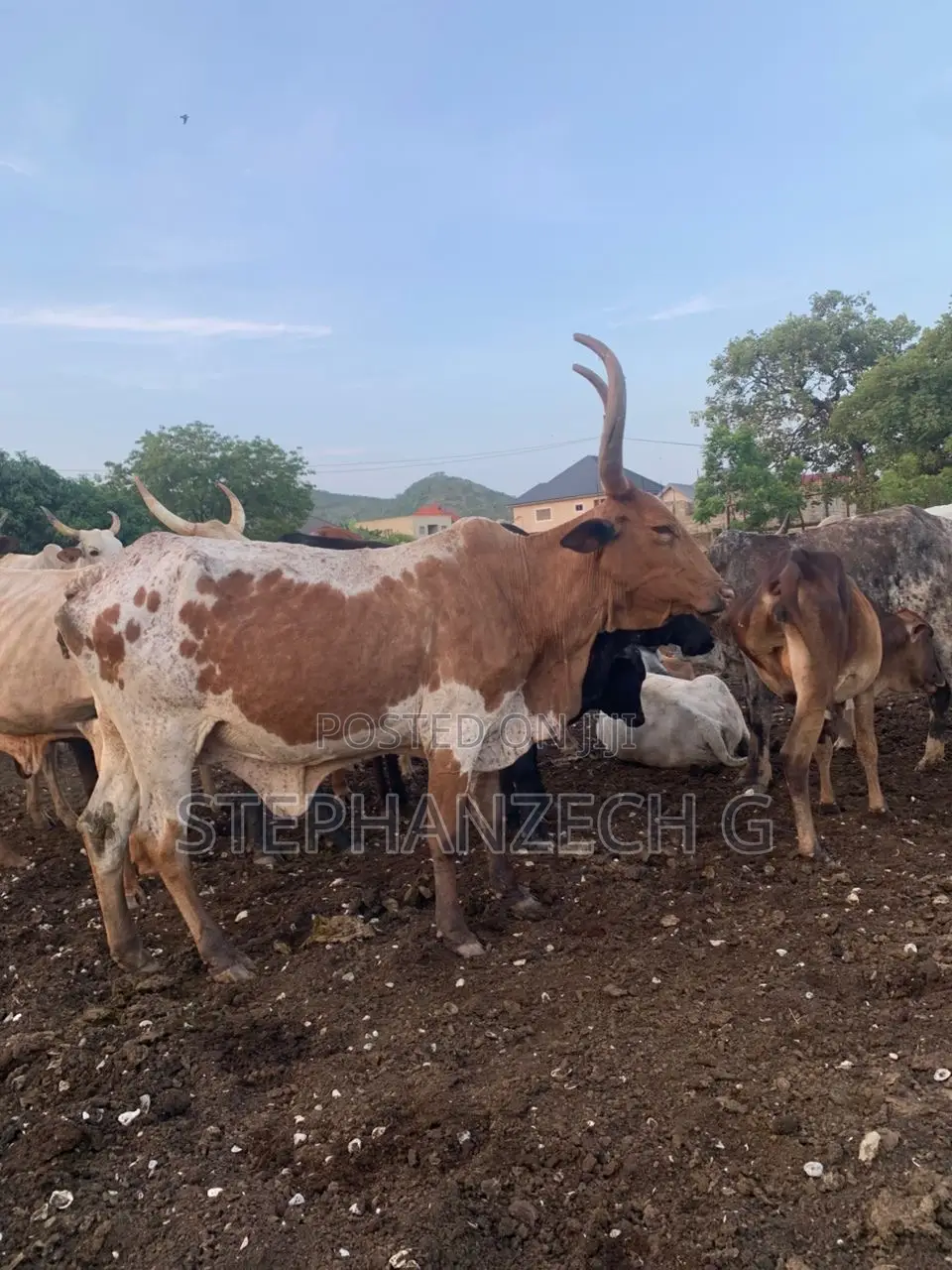 Male Cow Available for Cool