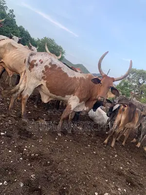 Cows Available Now