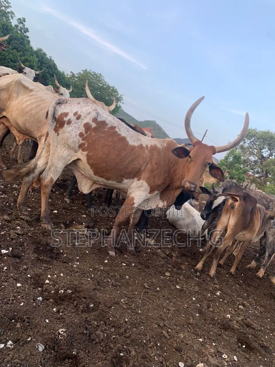 Cows Available Now