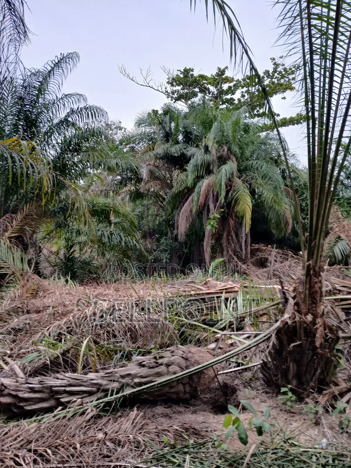 Complete Independent Island for Sale
