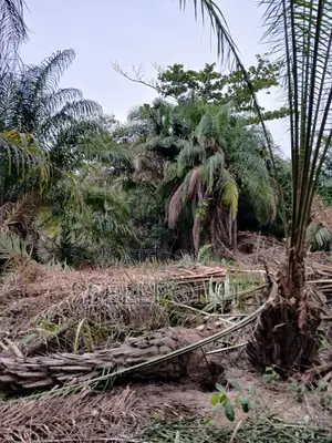 Complete Independent Island for Sale