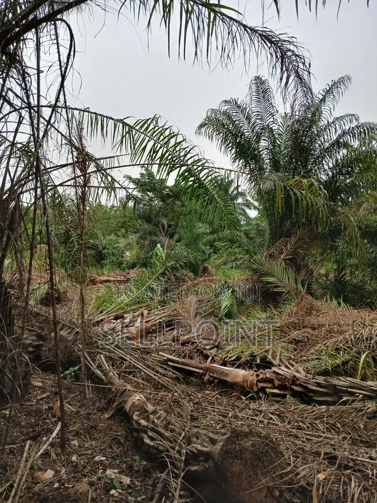 Complete Independent Island for Sale