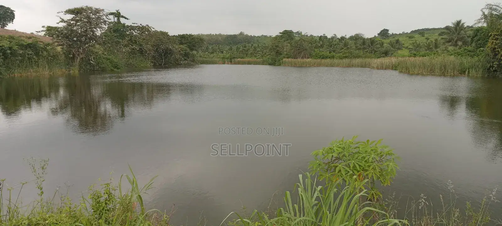 Complete Independent Island for Sale