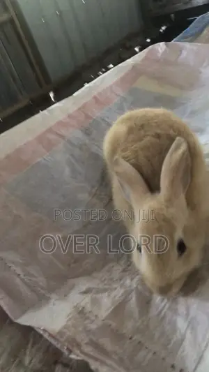 Healthy Rabbit Weaners for Sale