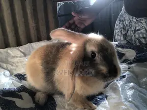 Healthy Rabbit Weaners for Sale