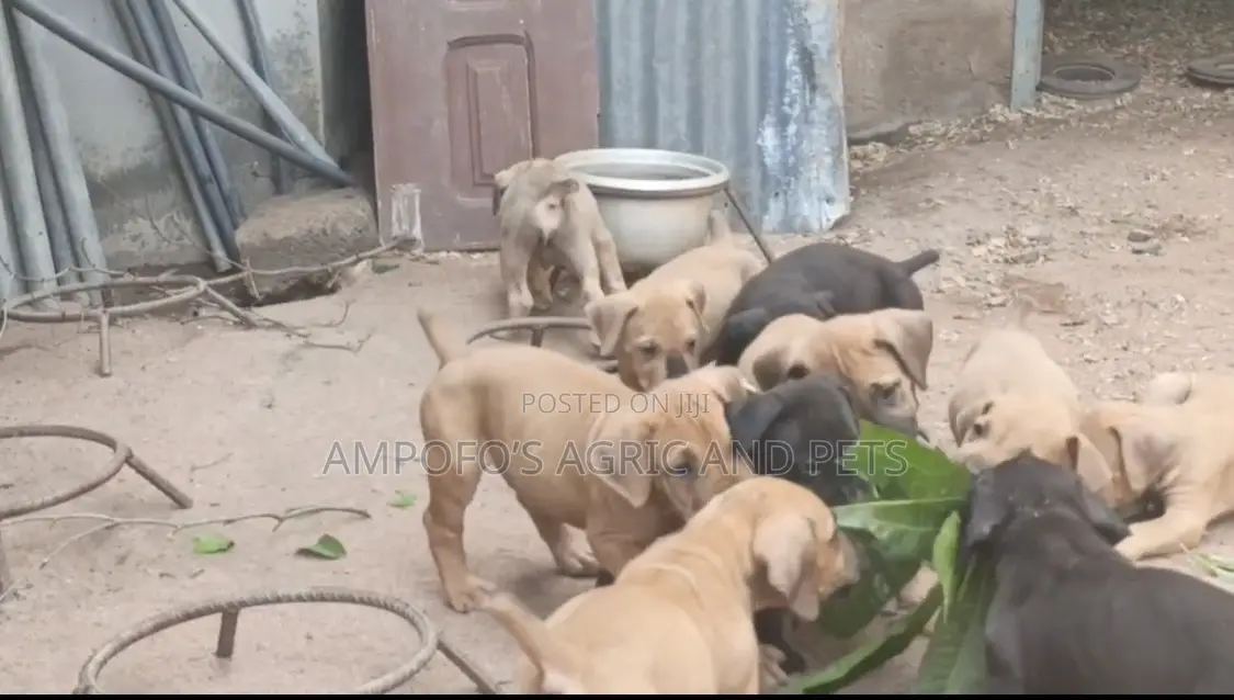 1-3 months Male Purebred Boerboel
