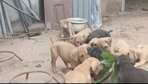 1-3 months Male Purebred Boerboel