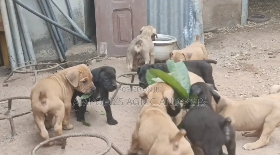 1-3 months Male Purebred Boerboel