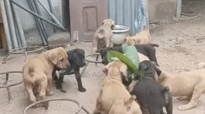 1-3 months Male Purebred Boerboel