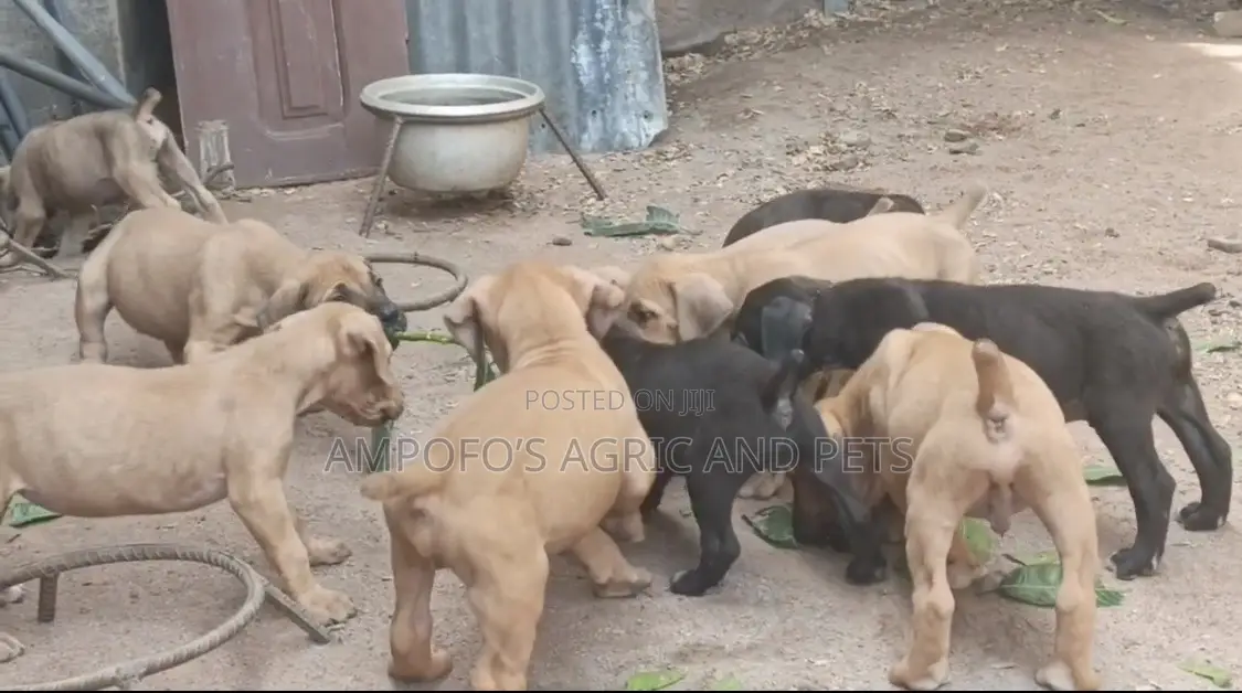 1-3 months Male Purebred Boerboel