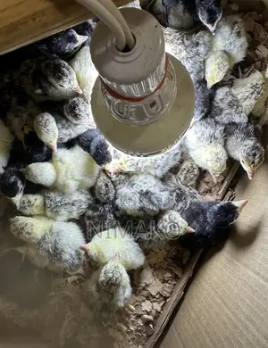 Day Old Hybrid Turkeys (Poults) for Sale at Ghc60 Each.