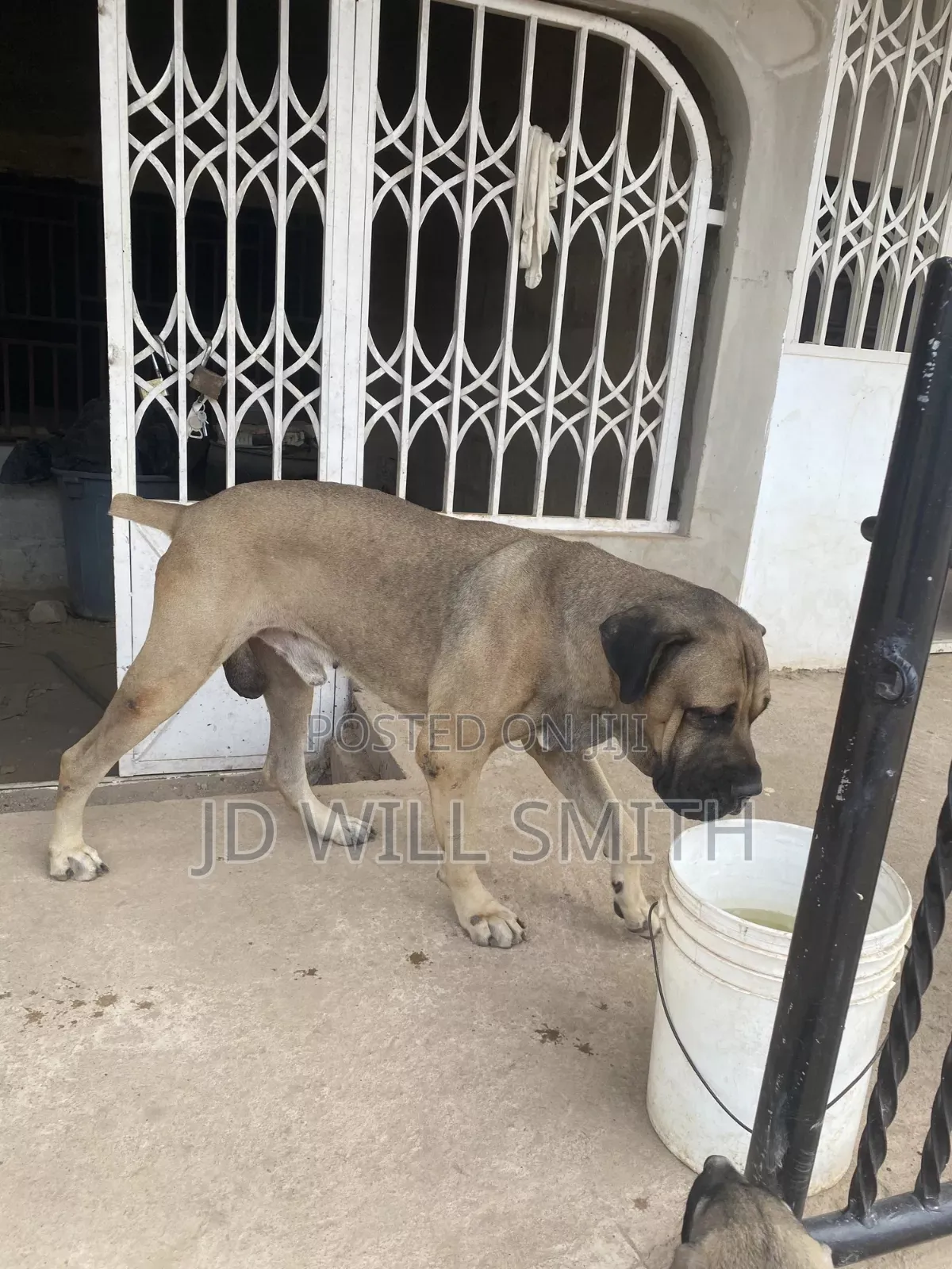 1+ year Male Purebred Boerboel