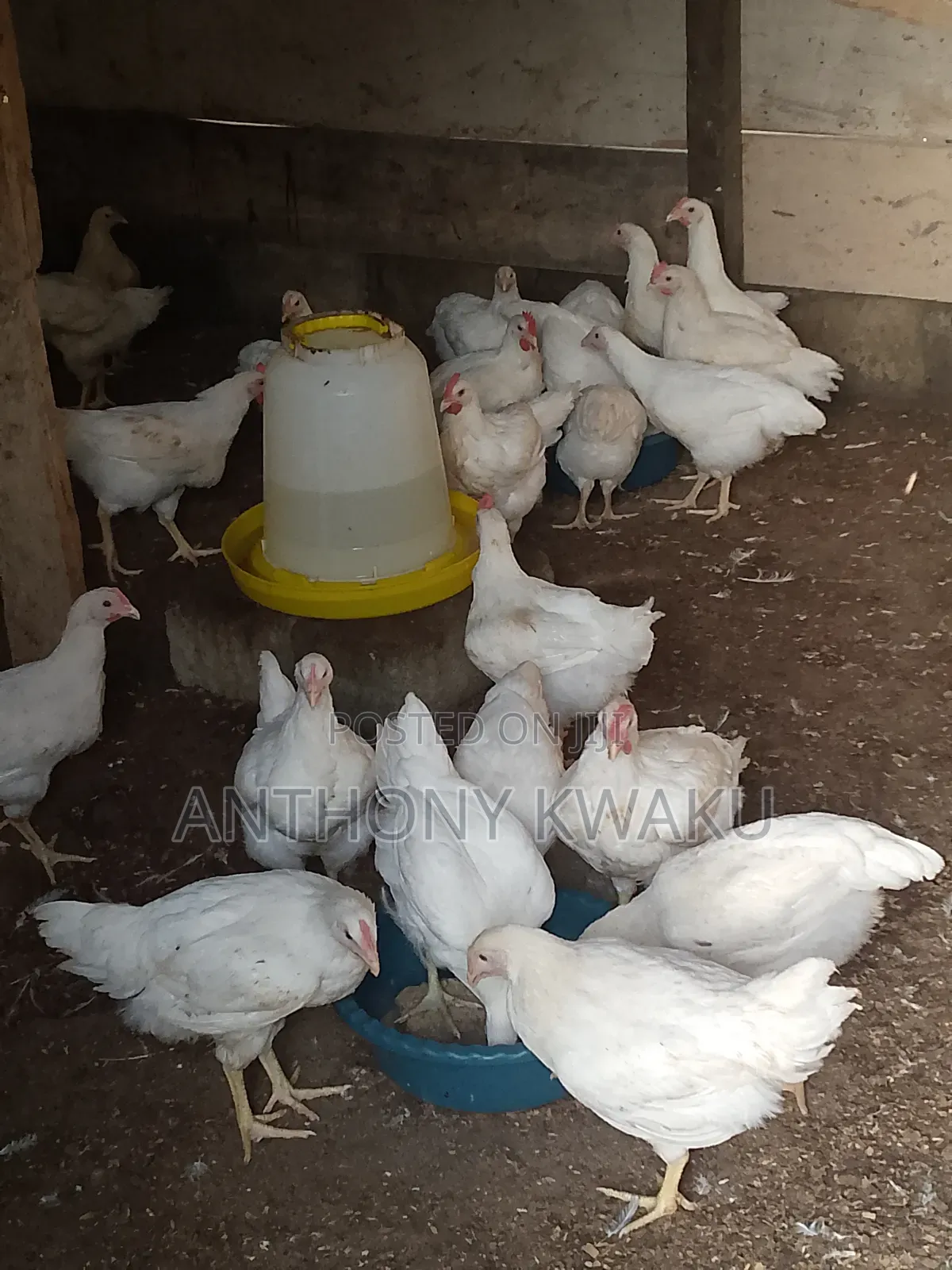 Live Chicken