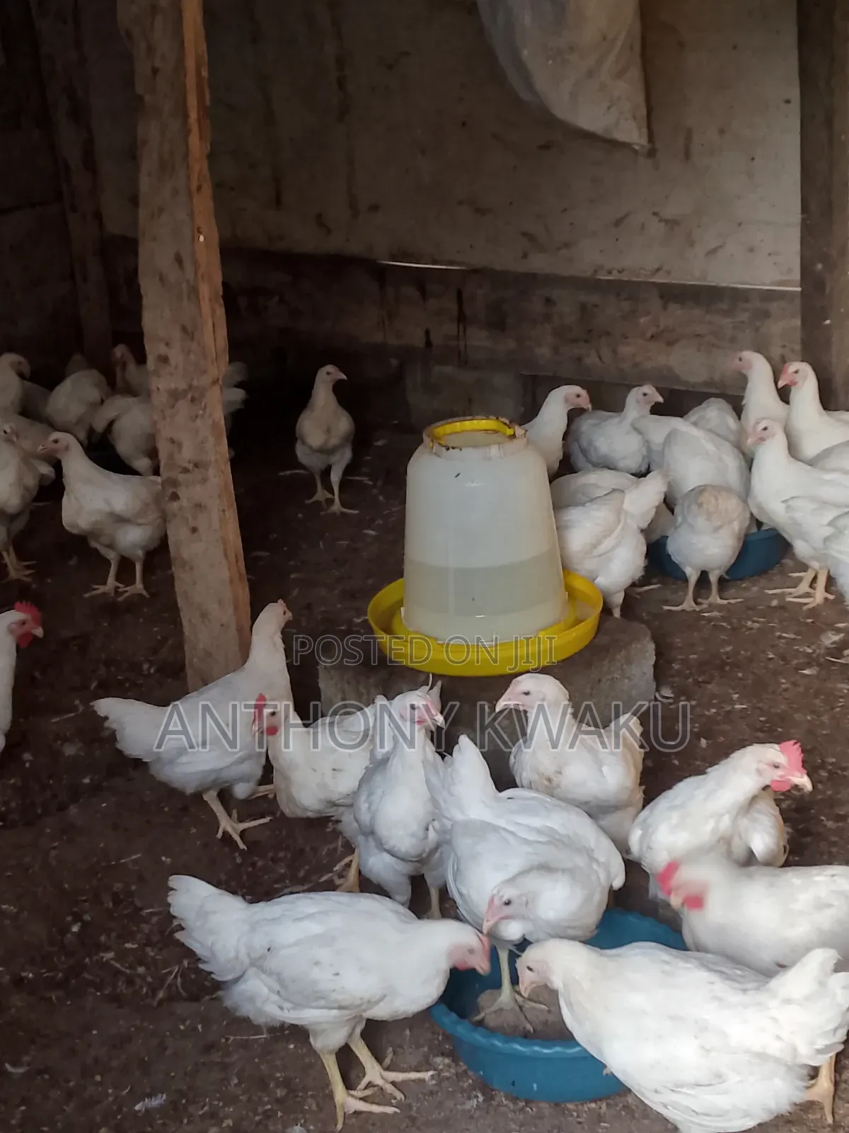 Live Chicken