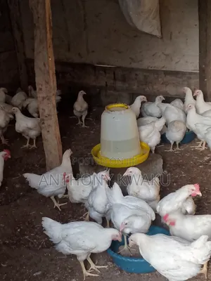 Live Chicken
