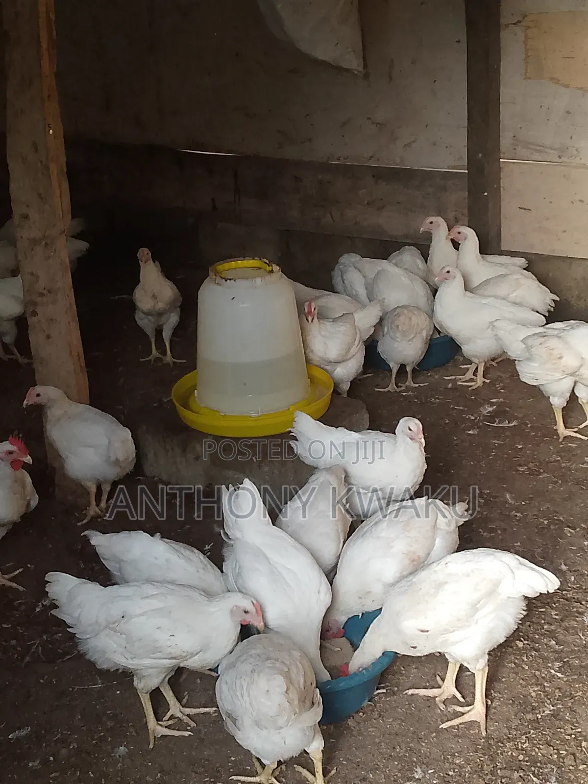 Live Chicken