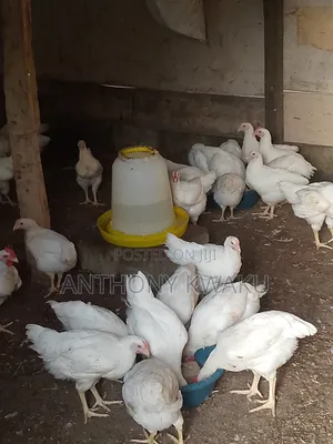 Live Chicken
