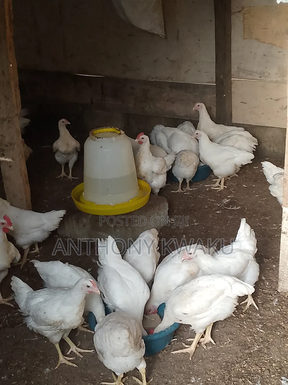 Live Chicken