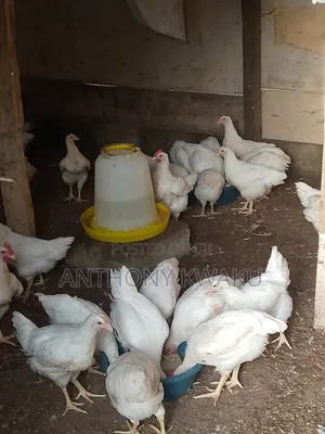 Live Chicken