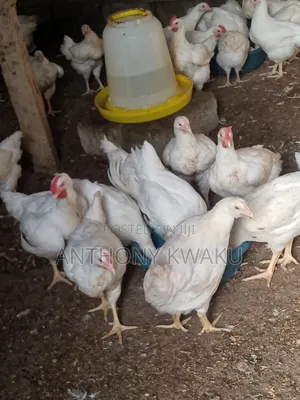 Live Chicken
