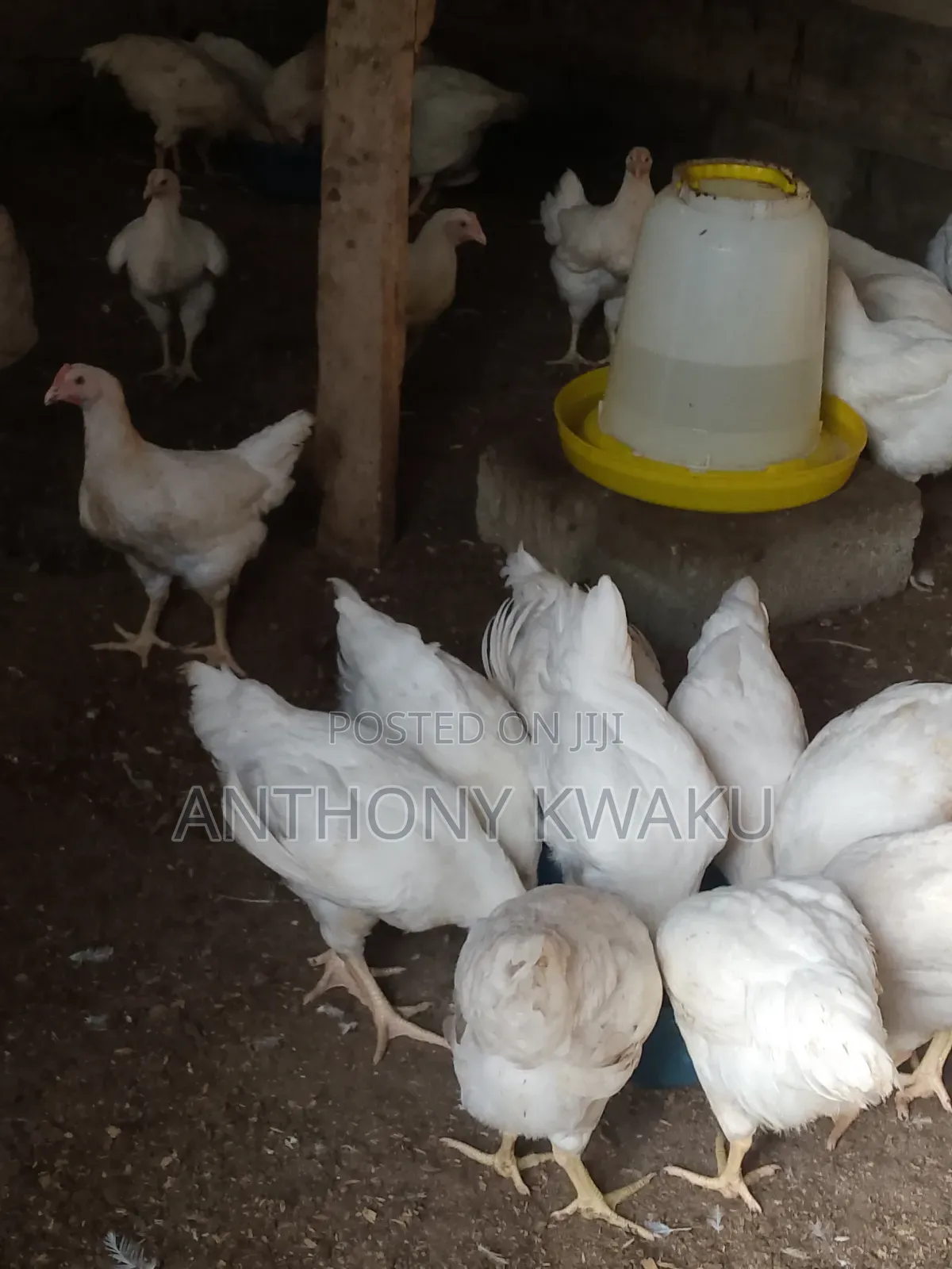 Live Chicken