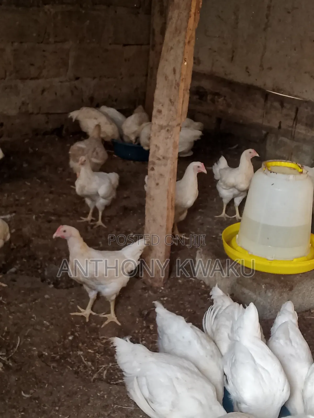 Live Chicken