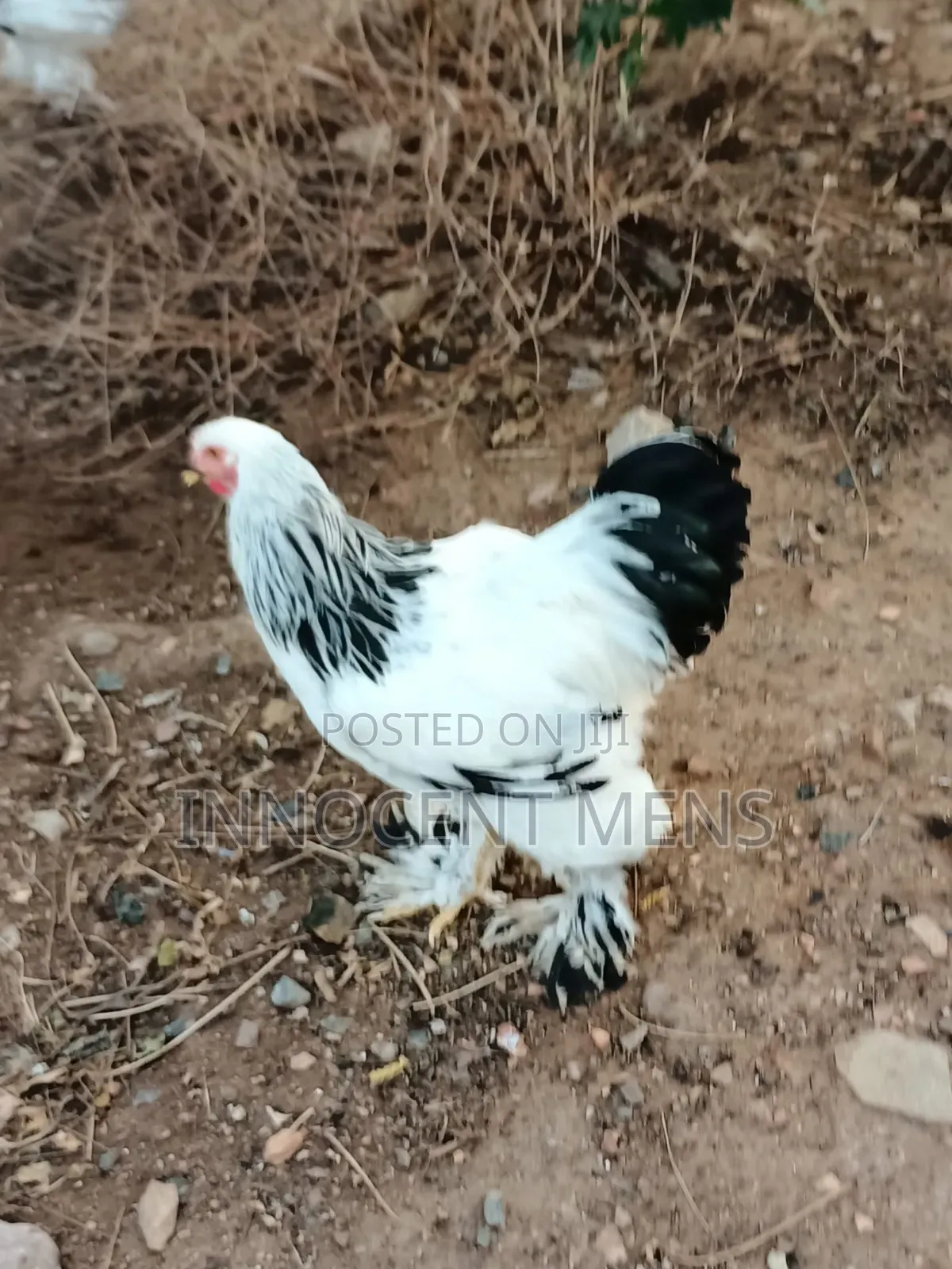Brahma Chicken