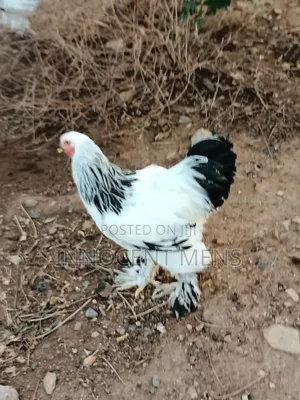 Brahma Chicken