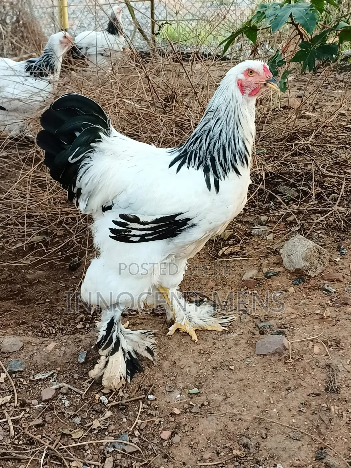 Brahma Chicken