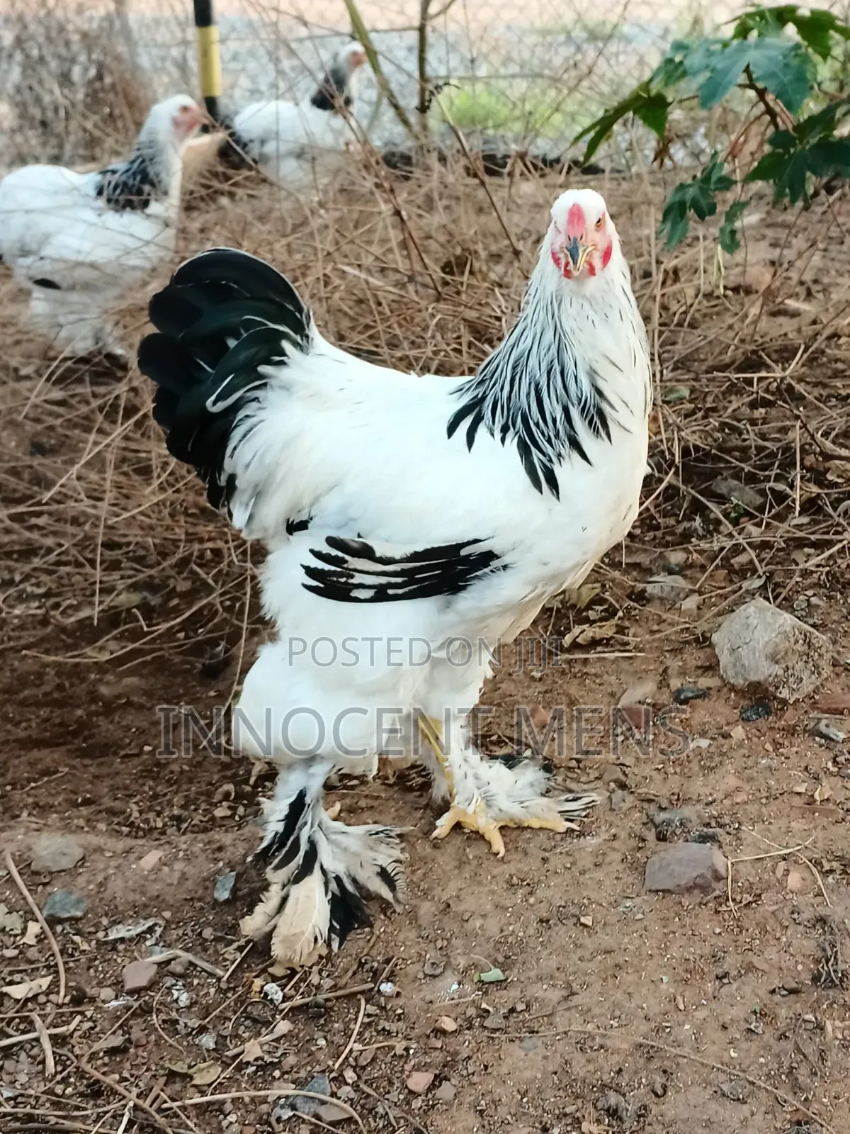 Brahma Chicken