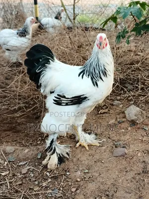 Brahma Chicken