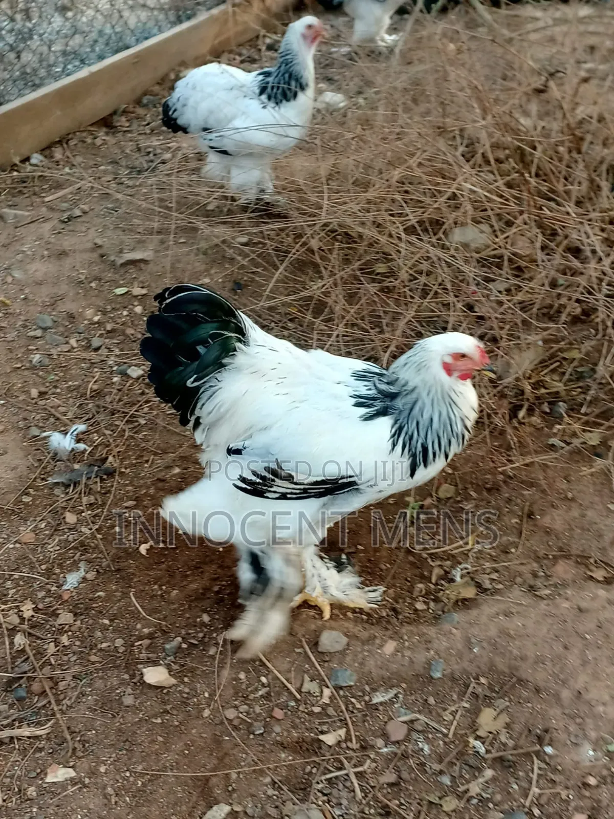 Brahma Chicken