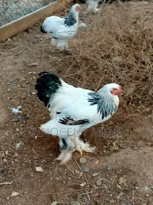 Brahma Chicken