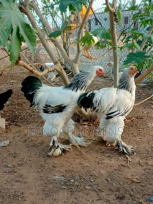 Brahma Chicken