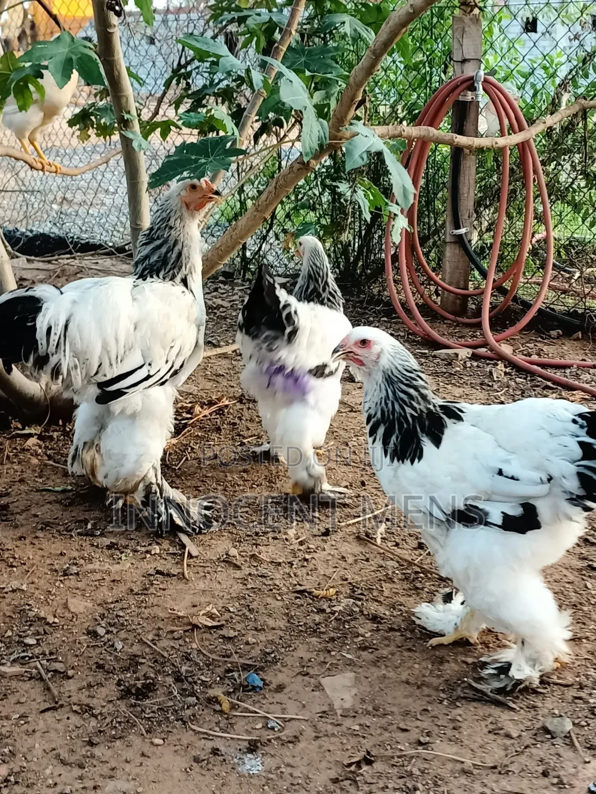 Brahma Chicken