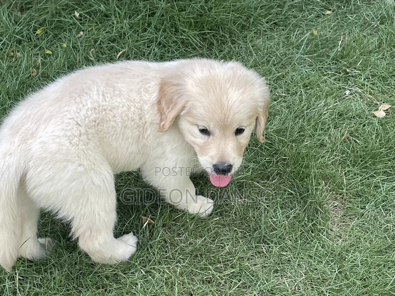 1-3 months Male Purebred Golden Retriever