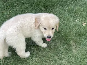 1-3 months Male Purebred Golden Retriever