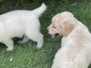 1-3 months Male Purebred Golden Retriever