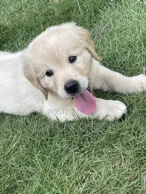 1-3 months Male Purebred Golden Retriever