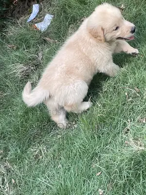 1-3 months Male Purebred Golden Retriever
