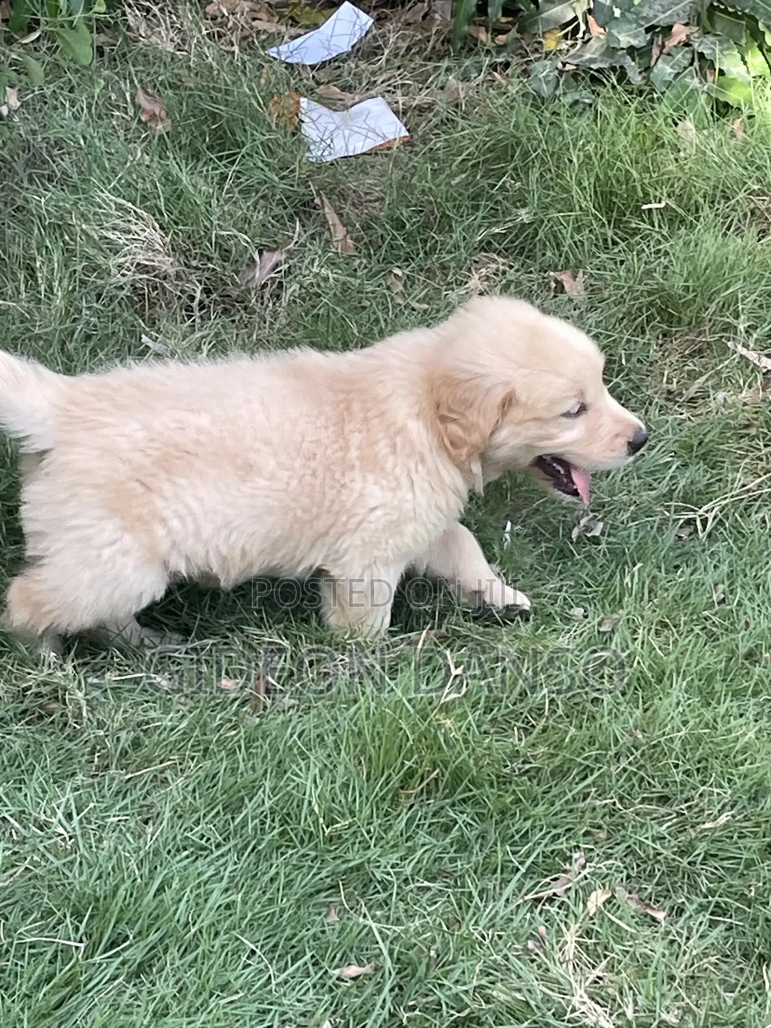 1-3 months Male Purebred Golden Retriever