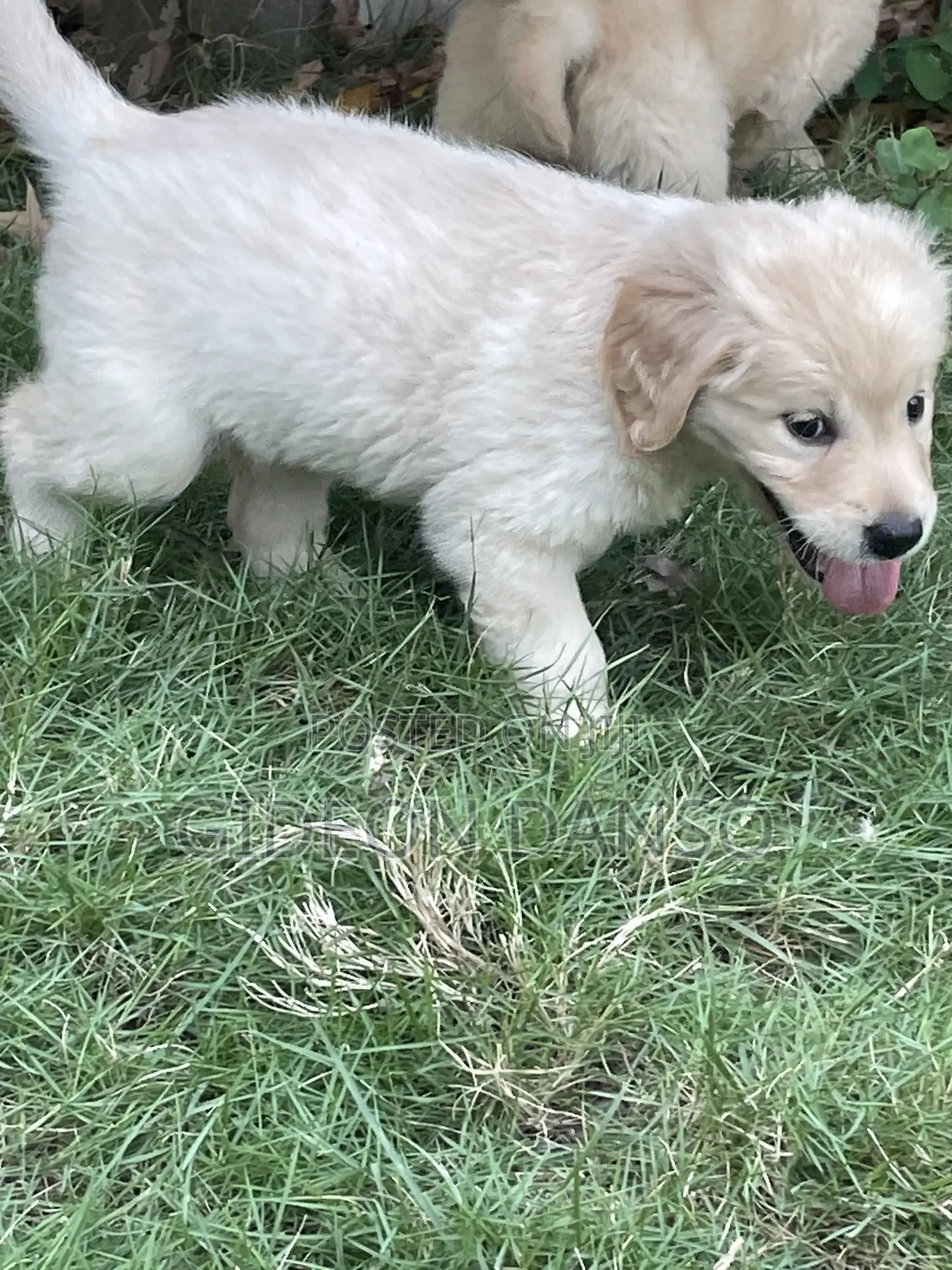 1-3 months Male Purebred Golden Retriever