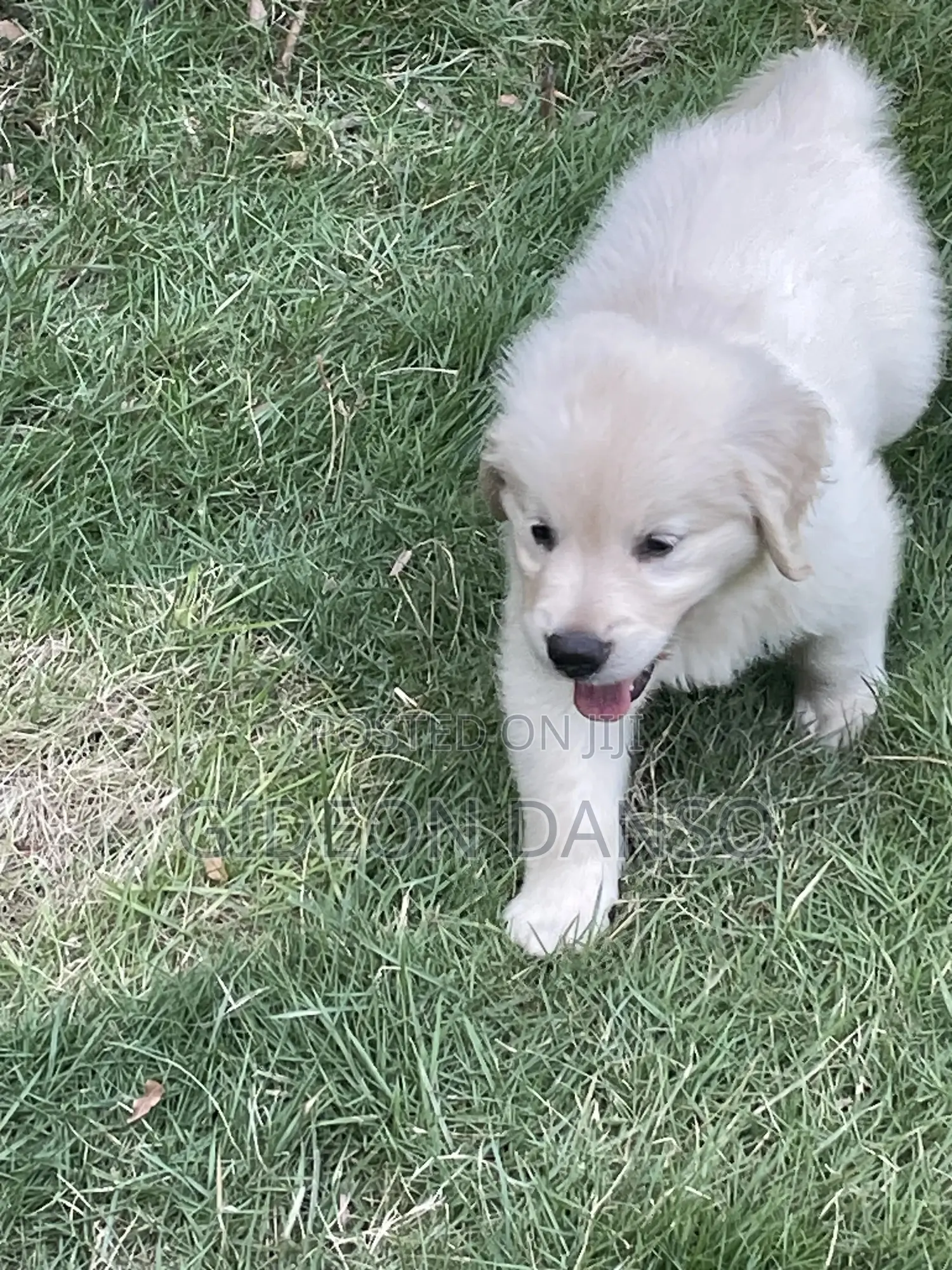 1-3 months Male Purebred Golden Retriever
